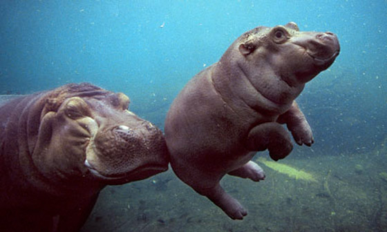 hippo-leaving
