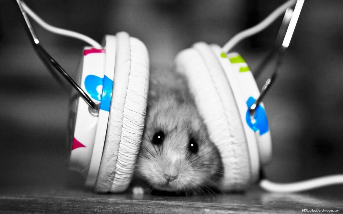 Mouse-Listening-Music