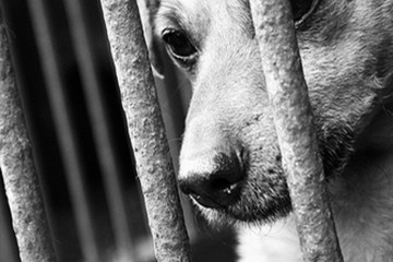 κακοποίηση ζώων