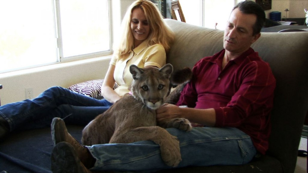 4-pet-cougar-in-home1