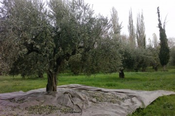 συγκομιδή ελιάς