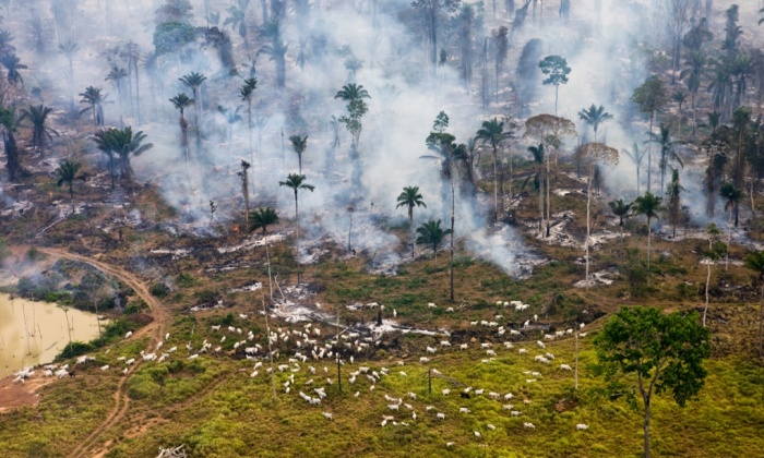 Φωτογραφία: Daniel Beltra/Greenpeace // Επίκεντρο έκρηξης στον πόλεμο κατά της φύσης – τα κοπάδια βόσκουν ανάμεσα στις φωτιές της ζούγκλας του Αμαζονίου στη Βραζιλία 