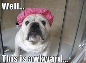 funny-awkward-dog-shower-cap-bulldog-pics
