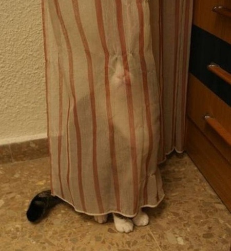 funny-cat-hiding