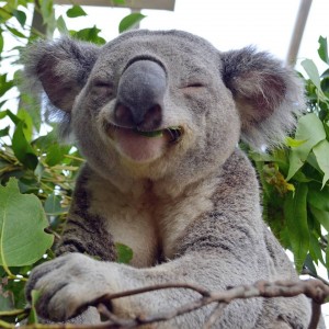 koalaaa