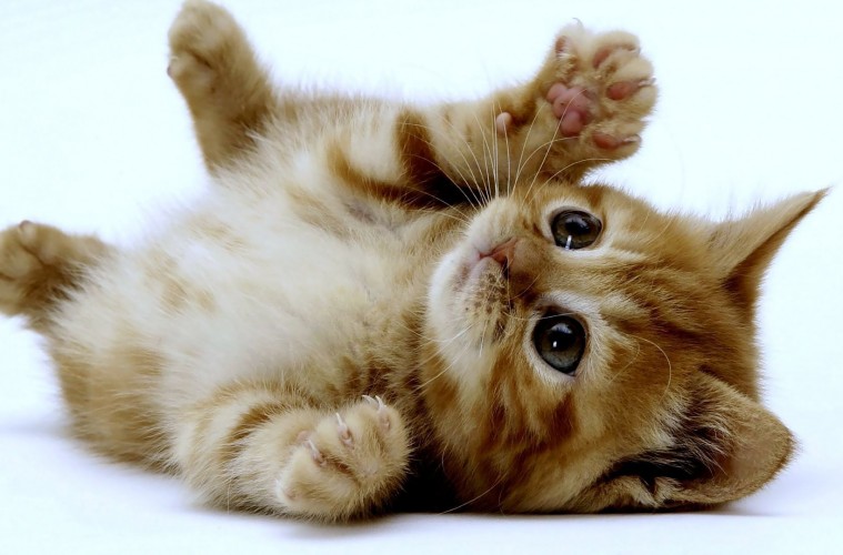 Cute-Kittens-1-Wallpaper-HD-759x500.jpg