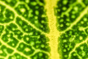 Φωτογραφία macro copyright zark creative studio