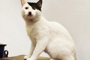 γάτες μοιάζουν με τον Χίτλερ