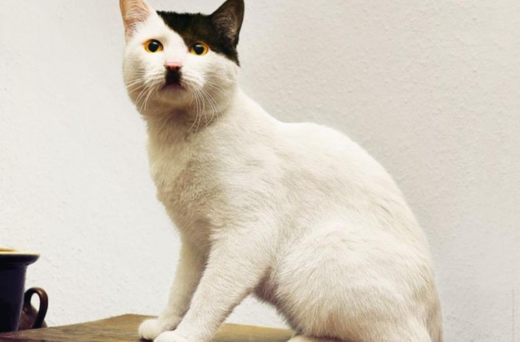γάτες μοιάζουν με τον Χίτλερ