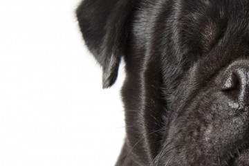 ζωάκια με αναπηρία