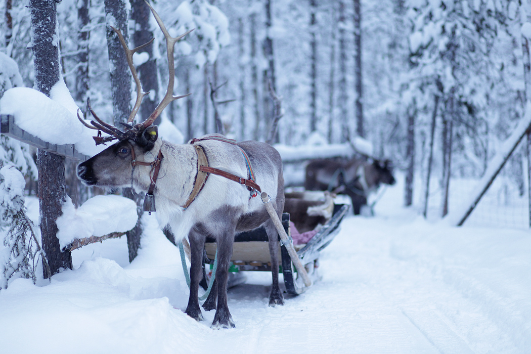 reindeer-in-levi-3-Sanya-Khomenko