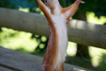 εξεταστική