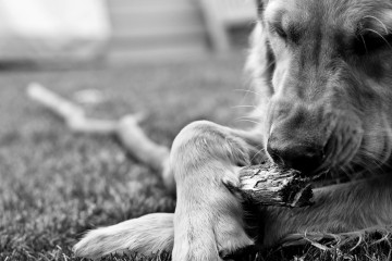 Παγκόσμια Ημέρα Αδέσποτων Ζώων