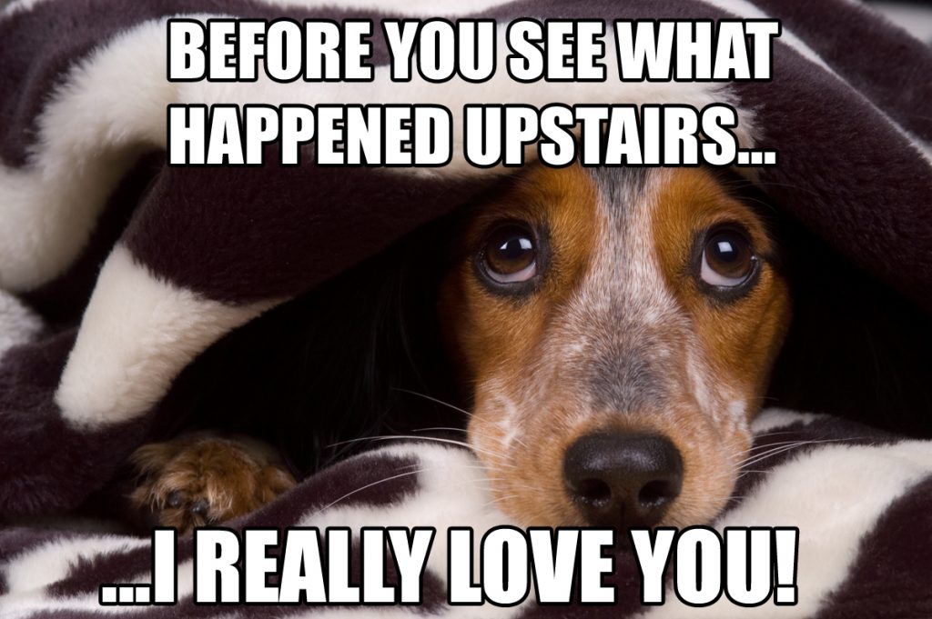funny-dog-meme-before-you-see-what-happened-upstairs-i-really-love-you