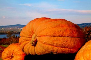 giant_pumpkin