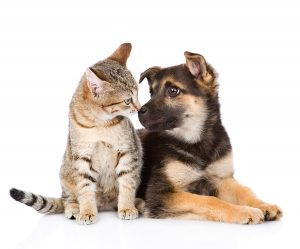 Σκύλοι vs Γάτες