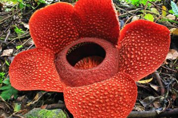 Rafflesia Arnoldii