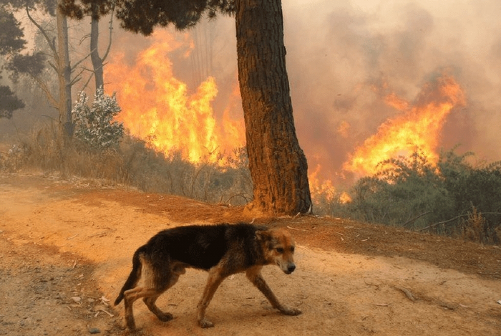 Горящий лось. Пожар в лесу и звери. Животные бегут от пожара. Лесной пожар звери. Пожар Лесной животные.