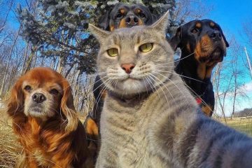 κατοικίδια